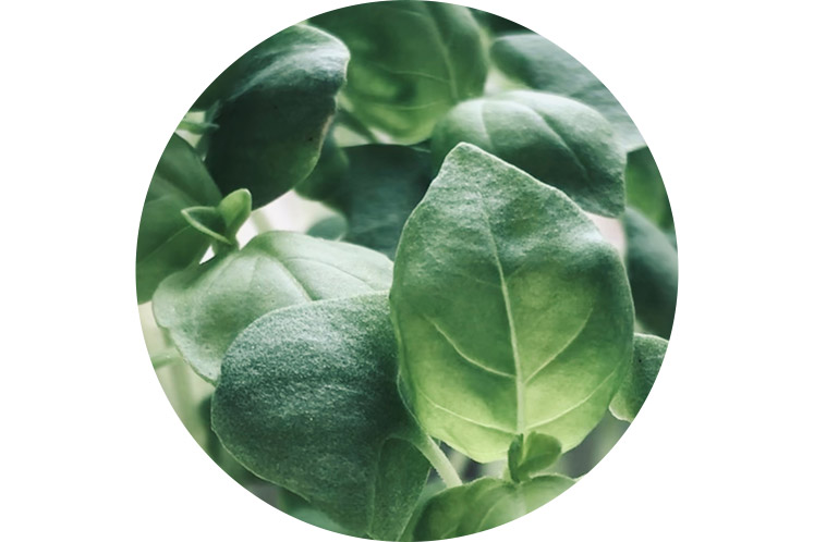 Spinazie | Groene groenten