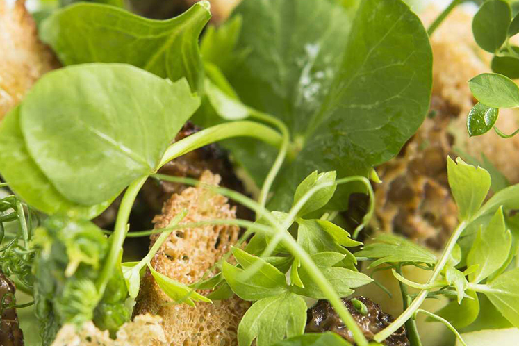 Gedroogde morilles, asperge, erwt en peterselie