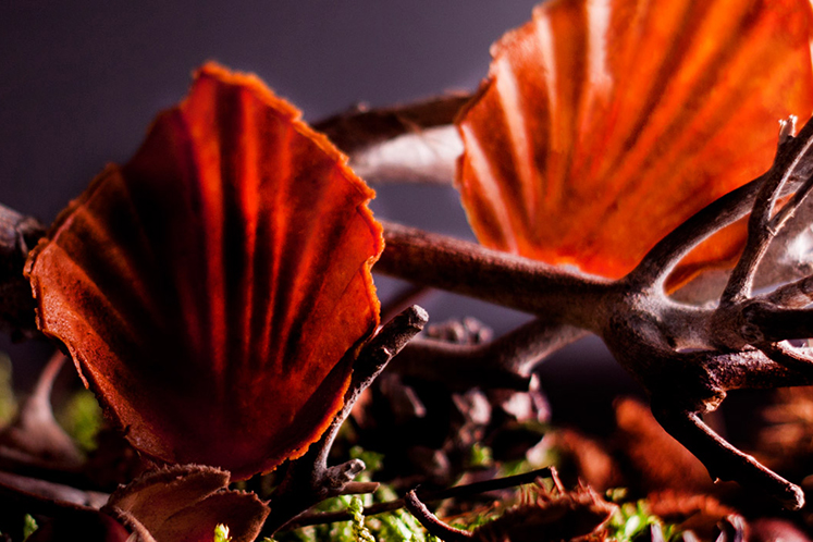 Blaadjes van wortel en ras el hanout