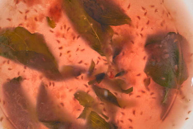 Infusie van framboos, kokos en basilicum