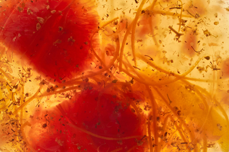 Infusie van grapefruit en vlierbloesem