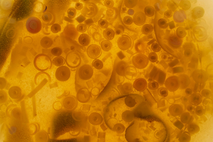 Infusie van whiskey en gember